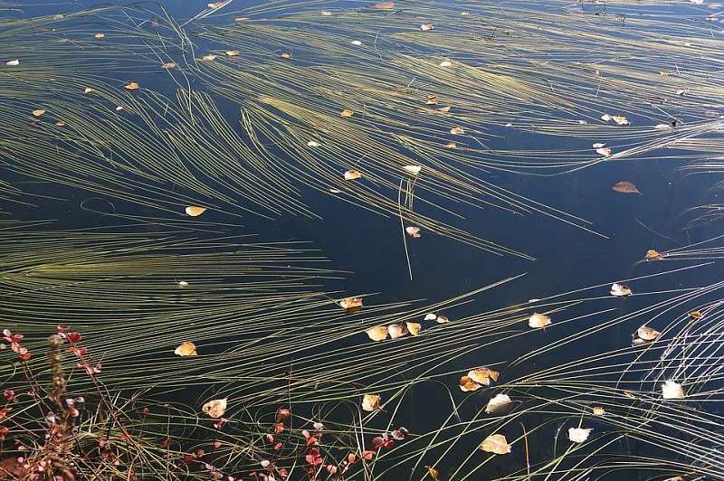 Водоросли озера