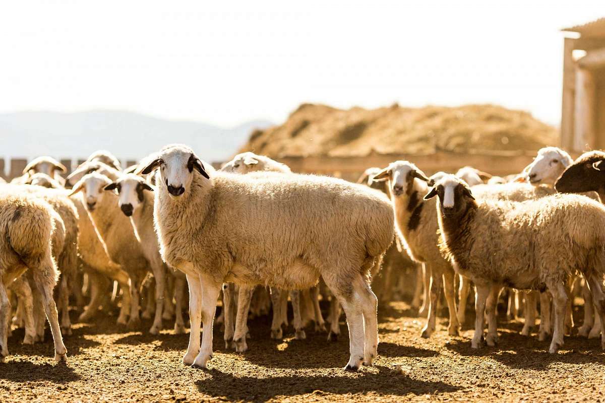 Аборигенная порода становится основой отрасли овцеводства в Бурятии