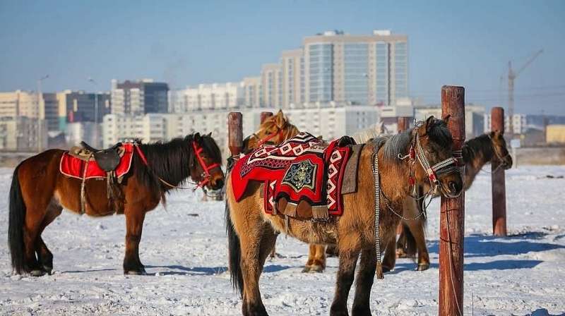 Якутская. Якутская лошадь Саха Якутия. Ысыах Якутская лошадь коневод. Буланая Якутская лошадь. Эвенки коневоды.